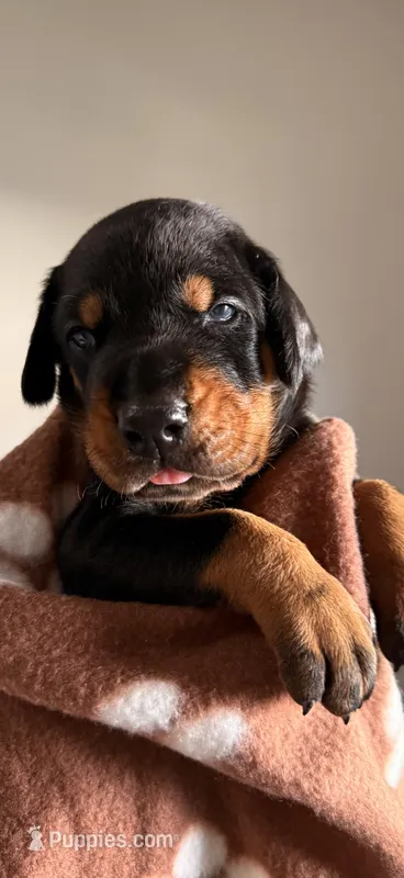 Astro-Brown Collar  – Doberman Pinscher puppy for sale in Lake Elsinore, CA