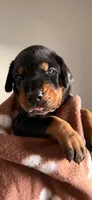 Astro-Brown Collar , a male Doberman Pinscher for sale in Lake Elsinore, CA – 1 of 6