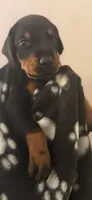 Lyra-Purple Collar, a female Doberman Pinscher for sale in Lake Elsinore, CA – 6 of 7