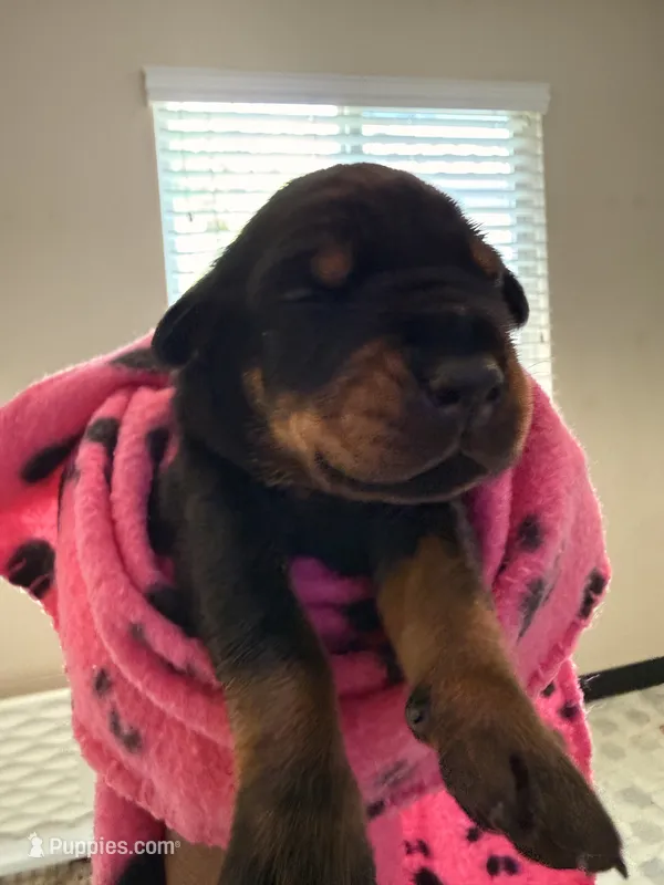 Electra- Pink Collar – Doberman Pinscher puppy for sale in San Diego, CA