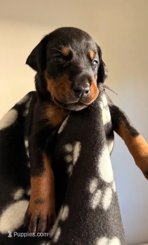 Lyra-Purple Collar – Doberman Pinscher puppy for sale in Lake Elsinore, CA