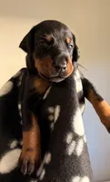 Lyra-Purple Collar, a female Doberman Pinscher for sale in Lake Elsinore, CA – 1 of 7