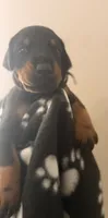 Lyra-Purple Collar, a female Doberman Pinscher for sale in Lake Elsinore, CA – 7 of 7