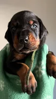 Atlas- Green Collar , a male Doberman Pinscher for sale in Lake Elsinore, CA – 7 of 7