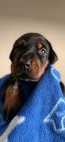 Vega- Blue Collar, a female Doberman Pinscher for sale in Lake Elsinore, CA – 6 of 7