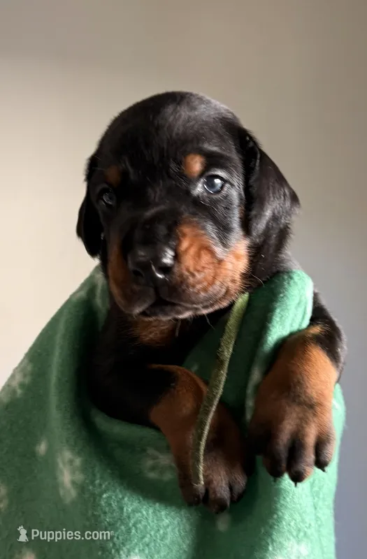 Atlas- Green Collar  – Doberman Pinscher puppy for sale in Lake Elsinore, CA