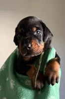 Atlas- Green Collar , a male Doberman Pinscher for sale in Lake Elsinore, CA – 1 of 7