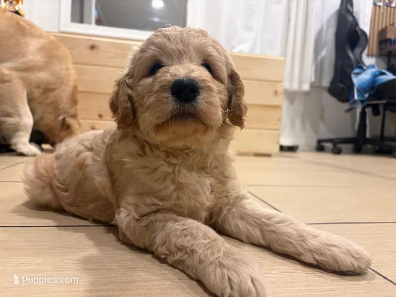 Girl – Goldendoodle puppy for sale in San Fernando, CA