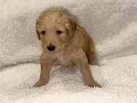 Girl, a female Goldendoodle for sale in San Fernando, CA – Photo 3 of 3