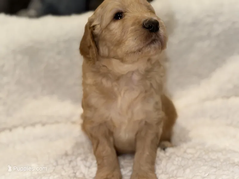Girl – Goldendoodle puppy for sale in San Fernando, CA
