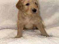 Girl, a female Goldendoodle for sale in San Fernando, CA – Photo 2 of 3