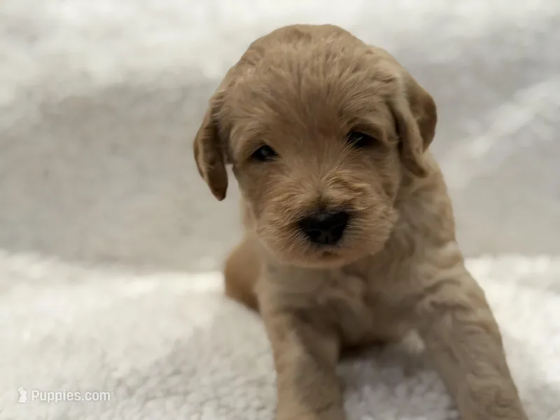 Boy  – Goldendoodle puppy for sale in San Fernando, CA