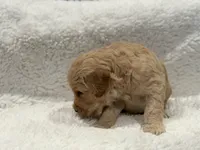 Boy , a male Goldendoodle for sale in San Fernando, CA – Photo 3 of 4