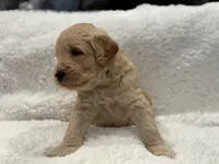 Boy , a male Goldendoodle for sale in San Fernando, CA – Photo 4 of 4