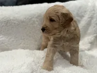 Boy , a male Goldendoodle for sale in San Fernando, CA – Photo 2 of 4