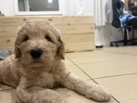 Boy, a male Goldendoodle for sale in San Fernando, CA – 2 of 3