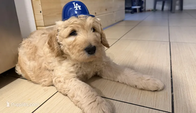Boy – Goldendoodle puppy for sale in San Fernando, CA