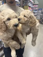 Boy, a male Goldendoodle for sale in San Fernando, CA – 3 of 3