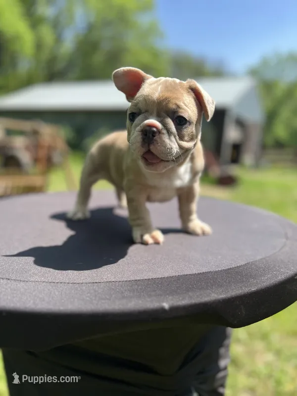 Peep – French Bulldog puppy for sale in Mora, MN