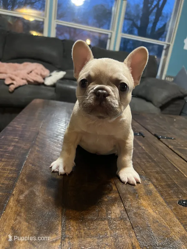 Peter – French Bulldog puppy for sale in Mora, MN