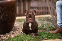Dollar Bill x Rarri, a  French Bulldog for sale in Mora, MN – 5 of 5