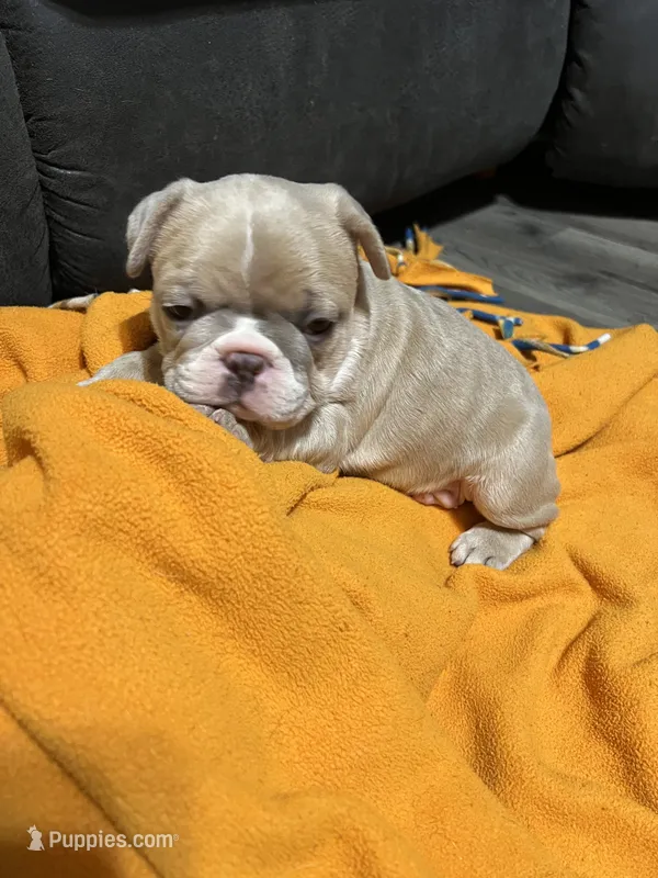 Peep – French Bulldog puppy for sale in Mora, MN