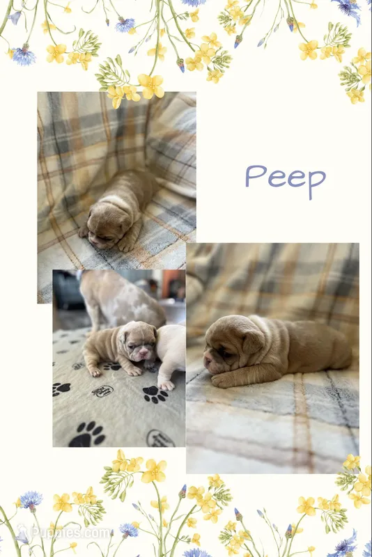 Peep – French Bulldog puppy for sale in Mora, MN