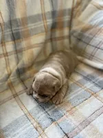 Peep, a male French Bulldog for sale in Mora, MN – 8 of 10