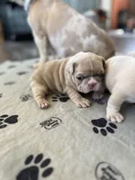 Peep, a male French Bulldog for sale in Mora, MN – 7 of 10