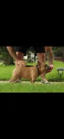 Peep, a male French Bulldog for sale in Mora, MN – 6 of 10