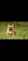 Peep, a male French Bulldog for sale in Mora, MN – 5 of 10