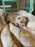 Peep, a male French Bulldog for sale in Mora, MN – 2 of 10