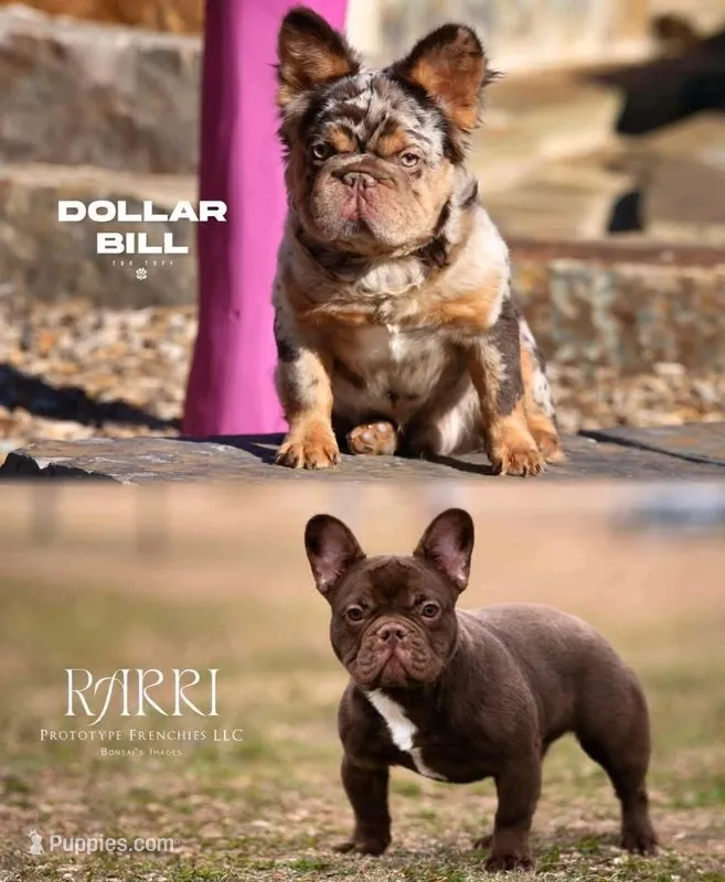 Dollar Bill x Rarri – French Bulldog puppy for sale in Mora, MN
