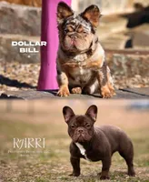 Dollar Bill x Rarri, a  French Bulldog for sale in Mora, MN – 1 of 5