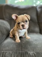 Peep, a male French Bulldog for sale in Mora, MN – 1 of 7