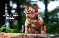 Dollar Bill x Rarri, a  French Bulldog for sale in Mora, MN – 2 of 5