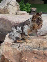 Dollar Bill x Rarri, a  French Bulldog for sale in Mora, MN – 3 of 5