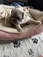 Cadbury, a male French Bulldog for sale in Mora, MN – 6 of 9