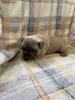Cadbury, a male French Bulldog for sale in Mora, MN – 7 of 9