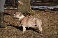 Cadbury, a male French Bulldog for sale in Mora, MN – 8 of 9