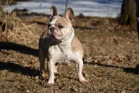 Cadbury, a male French Bulldog for sale in Mora, MN – 9 of 9