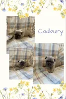 Cadbury, a male French Bulldog for sale in Mora, MN – 1 of 9