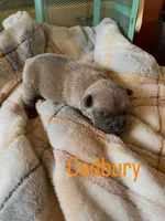 Cadbury, a male French Bulldog for sale in Mora, MN – 2 of 9