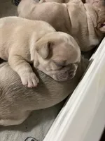 Peter, a male French Bulldog for sale in Mora, MN – 7 of 10