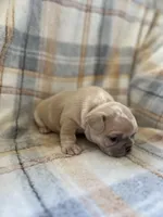 Peter, a male French Bulldog for sale in Mora, MN – 4 of 10