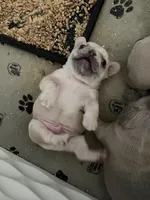 Peter, a male French Bulldog for sale in Mora, MN – 6 of 10