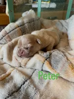 Peter, a male French Bulldog for sale in Mora, MN – 2 of 10