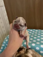 Peter, a male French Bulldog for sale in Mora, MN – 5 of 10