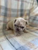 Peter, a male French Bulldog for sale in Mora, MN – 3 of 10