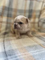 Peter, a male French Bulldog for sale in Mora, MN – 8 of 10